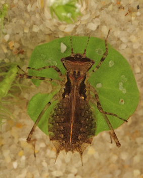 Epitheca costalis, nymph